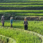 petani berjalan ditepi sawah