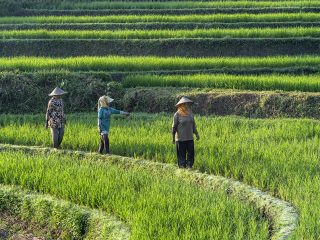 Berkarir di Sektor Pertanian: Peluang Emas untuk Generasi Muda Membangun Negeri!