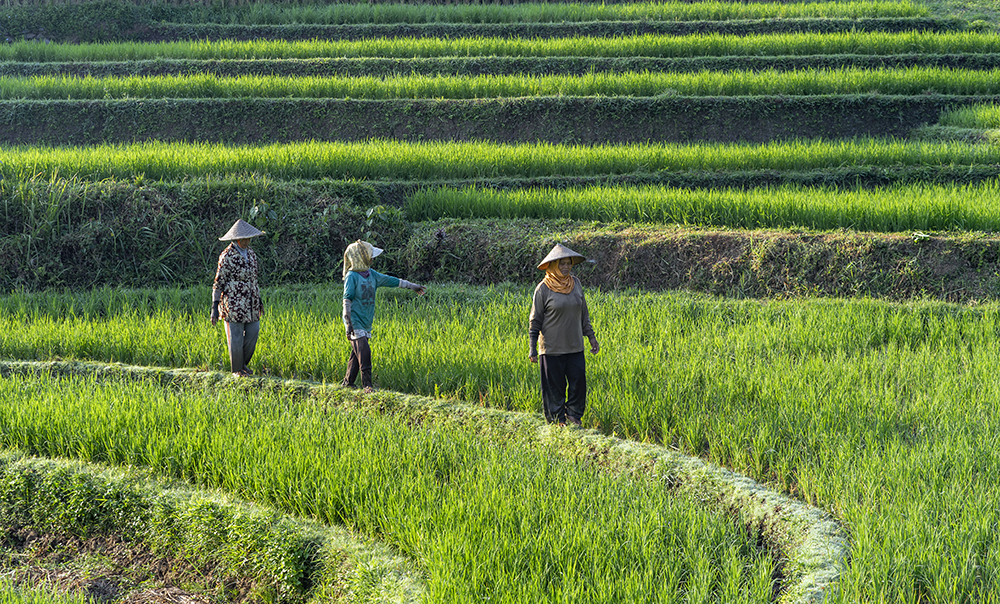 petani berjalan ditepi sawah