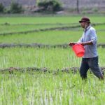 seorang petani menaburkan pupuk di sawah