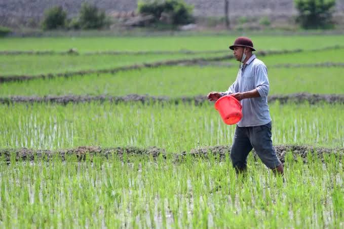 seorang petani menaburkan pupuk di sawah